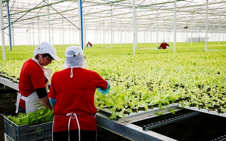 Majestic Semillas to test hybrids to aid Mexico sorghum farmers.